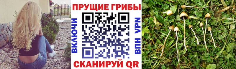 Галлюциногенные грибы прущие грибы  гидра ссылка  Пятигорск 